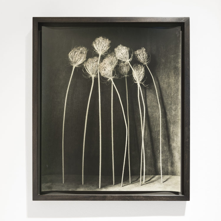 La bellezza velata delle foto di Ingar Krauss a Roma con “Deep Blossom”