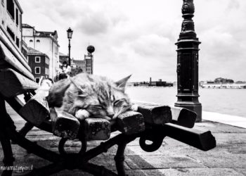 Aperta la mostra “Cats in Venice”, tutta la poesia dei felini e la magia di Venezia