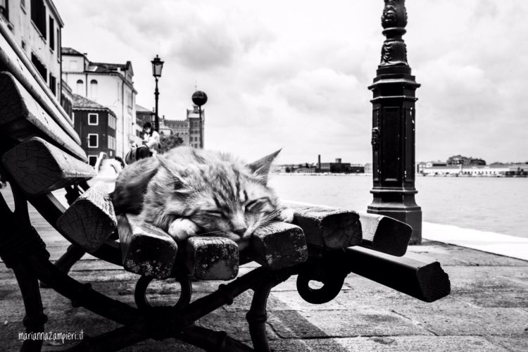 Aperta la mostra “Cats in Venice”, tutta la poesia dei felini e la magia di Venezia